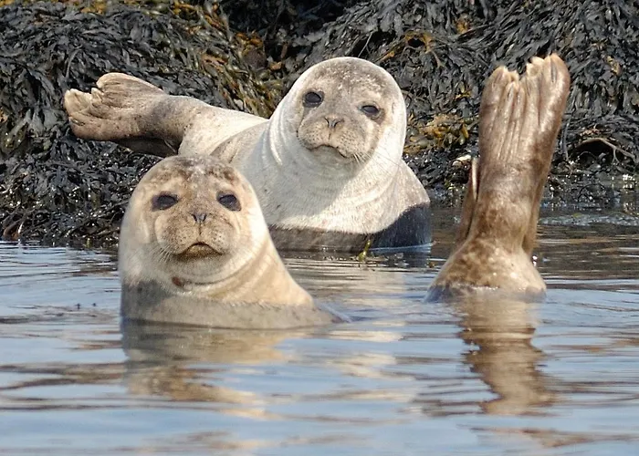 Broomfields Nyaraló Greenane