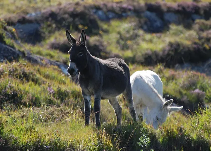 Nyaraló Broomfields *